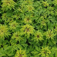 Anemone nemorosa 'Virescens'